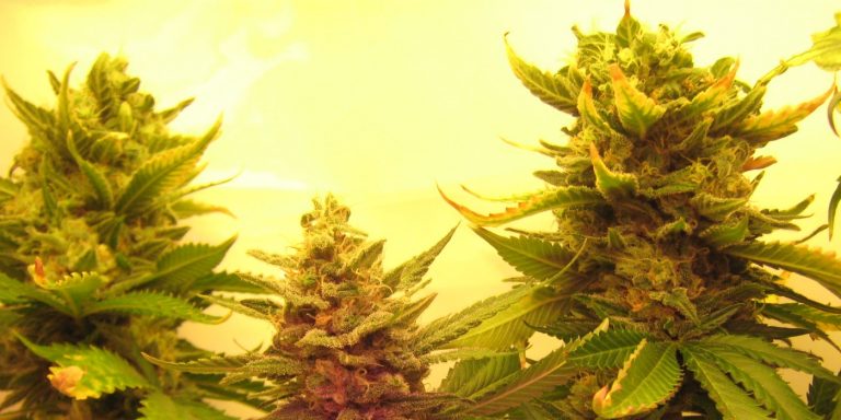 Weed stocks surge as Kamala Harris vows to decriminalize pot in debate